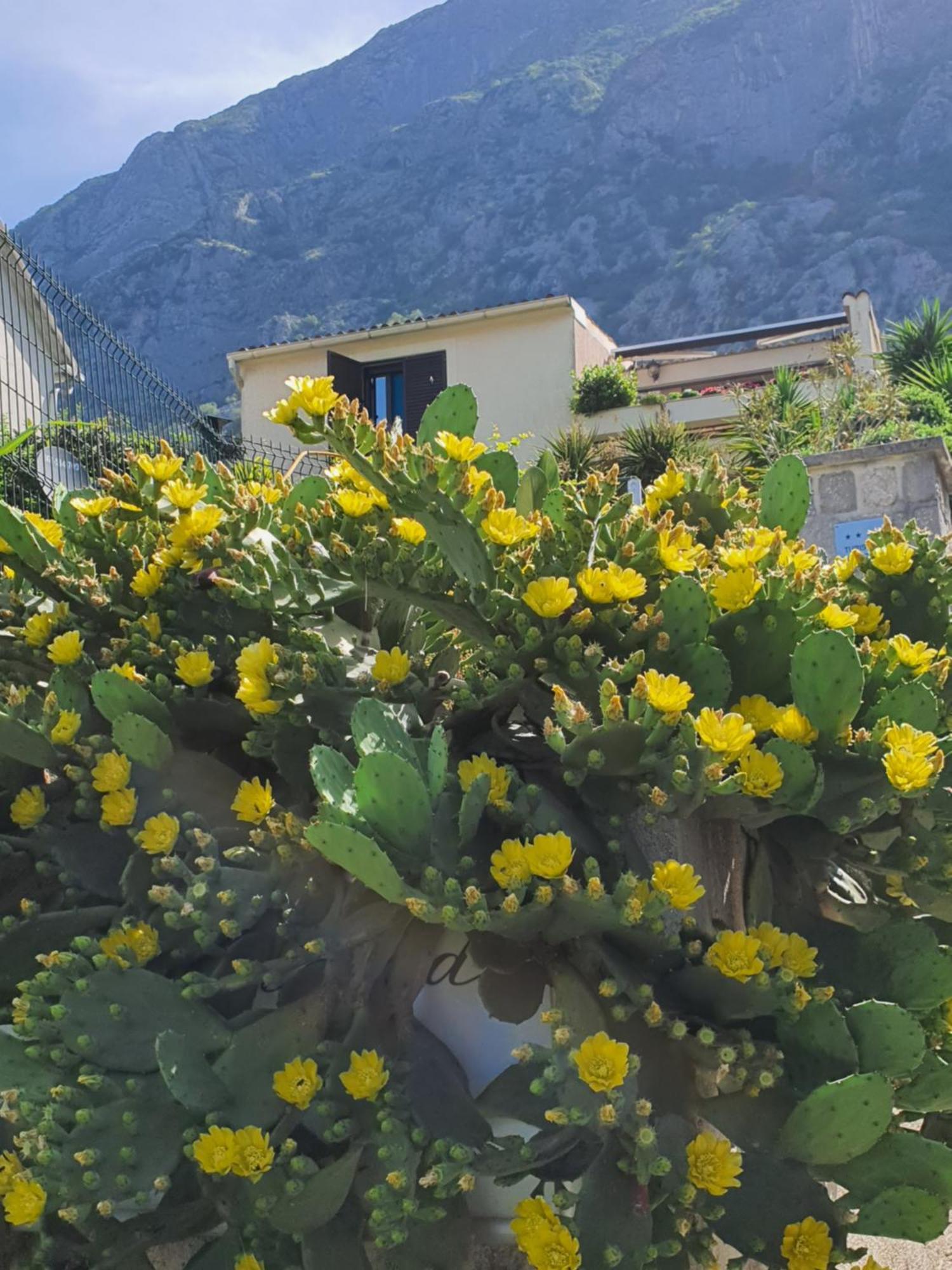 La Grande Apartments Κότορ Εξωτερικό φωτογραφία